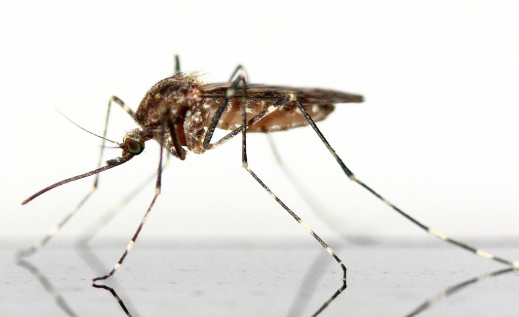 Schutz vor Insekten clevere Lösungen Garten &amp; Haus