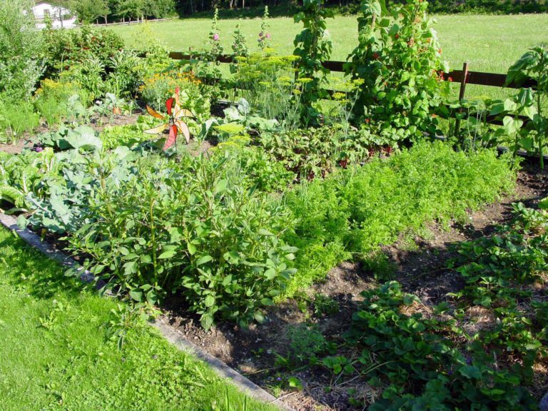 Kleiner Gemüsegarten Garten &amp; Haus